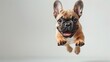 © nitiroj - A playful French Bulldog caught mid-jump, its joyful demeanor captured perfectly against a pure white background