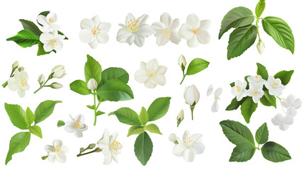 Wall Mural - Set of jasmine elements including jasmine flowers, buds, petals, and leave