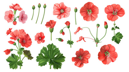 Wall Mural - Set of geranium elements including geranium flowers, buds, petals, and leaves,