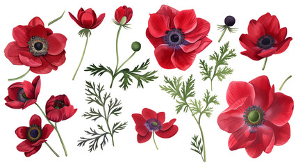 Wall Mural - Set of anemone elements including anemone flowers, buds, petals, and leaves