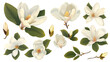 © MDNANNU - Set of magnolia elements including magnolia blooms, buds, petals, and broad leaves