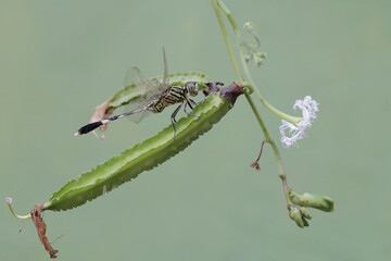 Wall Mural - A green marsh hawk eating winged bean flower. This insect has the scientific name Orthetrum sabina.