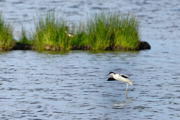 Canvas Print - Avocette élégante - Recurvirostra avosetta - Recurvirostridae - Recurvirostra - Limicole
