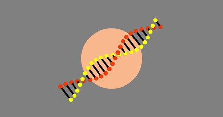 Poster - Image of dna rotating over grey background