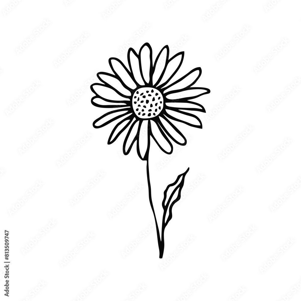 A minimalist, black single line drawing of a daisy flower, white ...