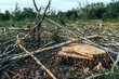 Deforestation site, vast landscape of former forest with tree stumps and branches after cutting down trees