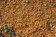 Ripe corn kernel seed spilled on the ground after harvest