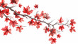 Red Maple Leaves Branch on White Background