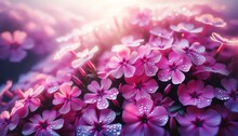 An Image Of Pink Creeping Phlox Flowers Covered With Dewdrops