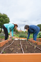 Two mature women working together in an organic community urban garden