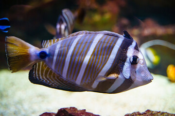 Wall Mural - Sailfin tang Pacific marine fish