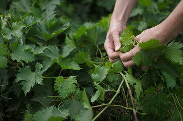 grape pruning. Natural farming concept