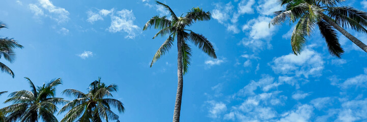 Wall Mural - Lush palm trees against a blue sky with fluffy clouds, embodying tropical summer vacations and exotic destinations for relaxation and travel