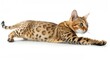 A bengal cat is a domestic cat breed created by crossing the Asian leopard cat with a domestic cat.