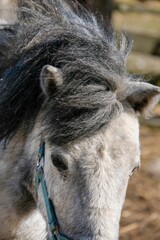 Wall Mural - Vertical closeup shot of a donkey with a blue muzzle