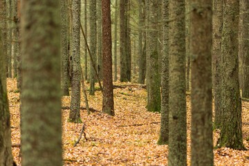 Landscape of trees in forest in autumn