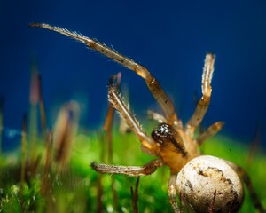 Close-up of a spider (Angulate orbweavers) on green grass on blue background