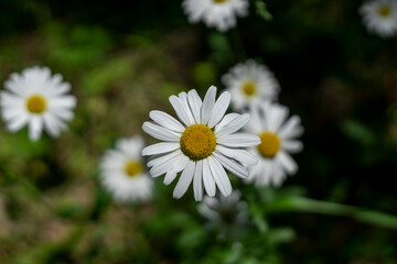 Wall Mural - A beautiful daisy in the foreground and several blurred daisies behind it. Green grass.