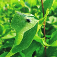 Close-up view of a fly over the green leaf under the sunlight