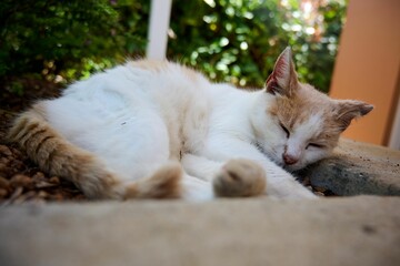 Closeup of an adorable sleeping cat