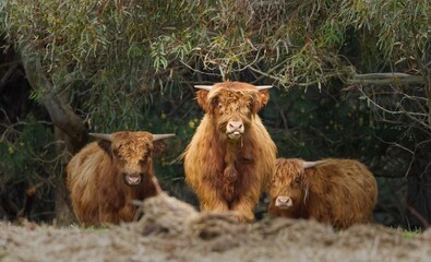 Selective focus shot of Highland cows