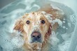 Golden Retriever dog being washed in a bathtub, looking at the camera, water splashes everywhere