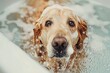 Golden Retriever dog being washed in a bathtub, looking at the camera, water splashes everywhere