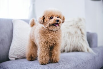 Wall Mural - Close-up of a cute fluffy toy poodle standing on a gray sofa