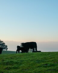 Cows grazing on neadow farm grass