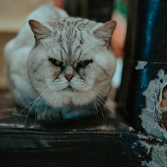 Closeup of a British shorthair cat on an old leather chair.