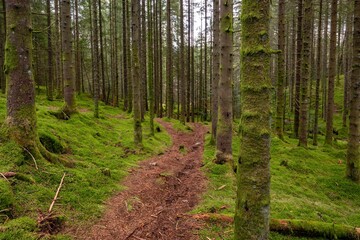 Scenic shot of a dense forest covered in bright green moss