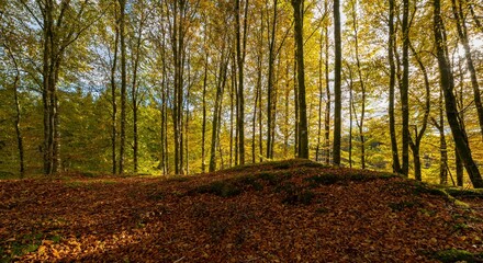 Beautiful forest area with mossy trees