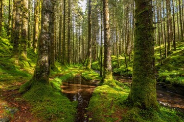 Beautiful bright green mossy forest