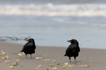 Canvas Print - Two Carrion crows (Corvus corone) on the beach on Juist, East Frisian Islands, Germany, in spring.