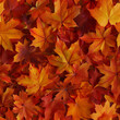 Maple leaves, seamless autumn background
