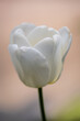 white tulip in extreme close-up