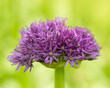 in the extreme close-up isolated from the background a flowering allium 