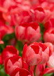 field of red tulips with selective focus in the foreground