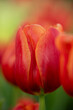 Selective focus of red tulip petals in extreme close-up