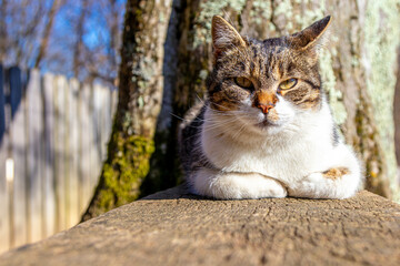 Closeup of an adorable cat lying on the wooden bench looking at the camera