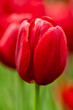red tulip in extreme close-up