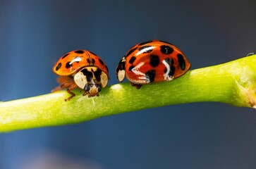 closeup shot of two ladybugs on a green flower stem