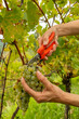 Workers hands cutting white grapes from vines during wine harvest season