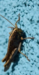 Canvas Print - Close-up of a grasshopper on blue stucco house exterior