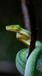 © Wirestock - Vertical shot of a green snake curled on a tree branch