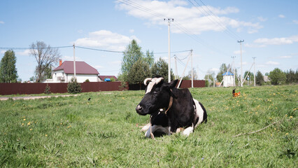 Wall Mural - Cow in summer meadow during daytime