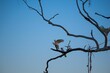 © Wirestock - White parrots perched on a tree against a bright blue sky