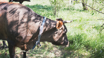 Wall Mural - Cow in summer meadow during daytime