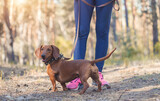 Fototapeta  - red Dachshund dog walking with his owner in a pine forest