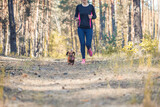 Fototapeta  - red dachshund runing with his owner in a in a pine forest. morning run with the dog in the fresh air